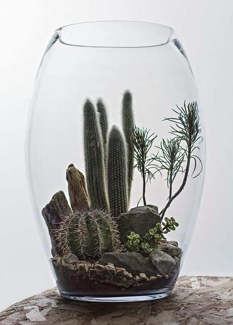 Cactus Terrarium