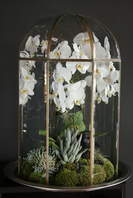 Terrarium Orchid