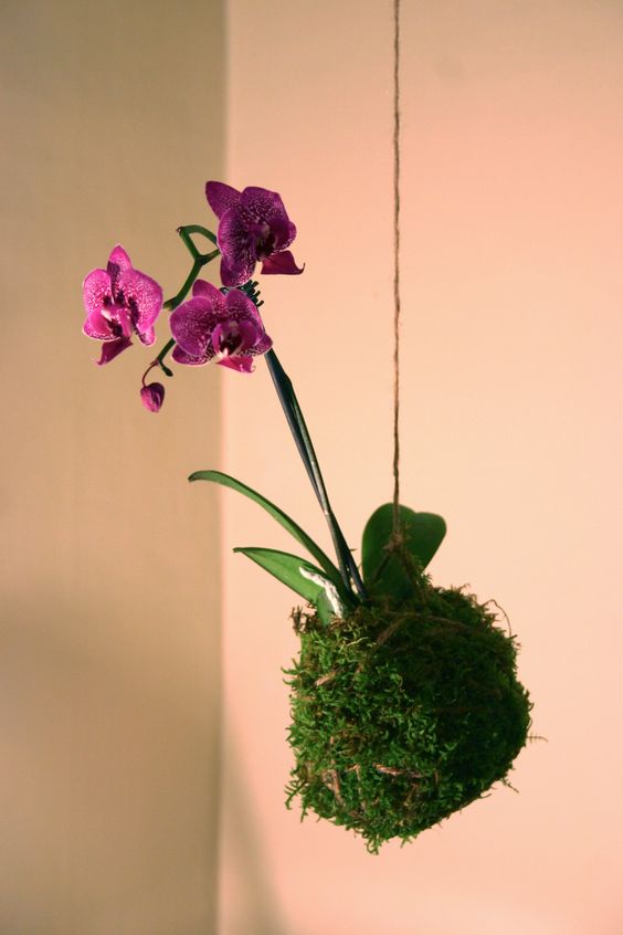 string kokedama orchid