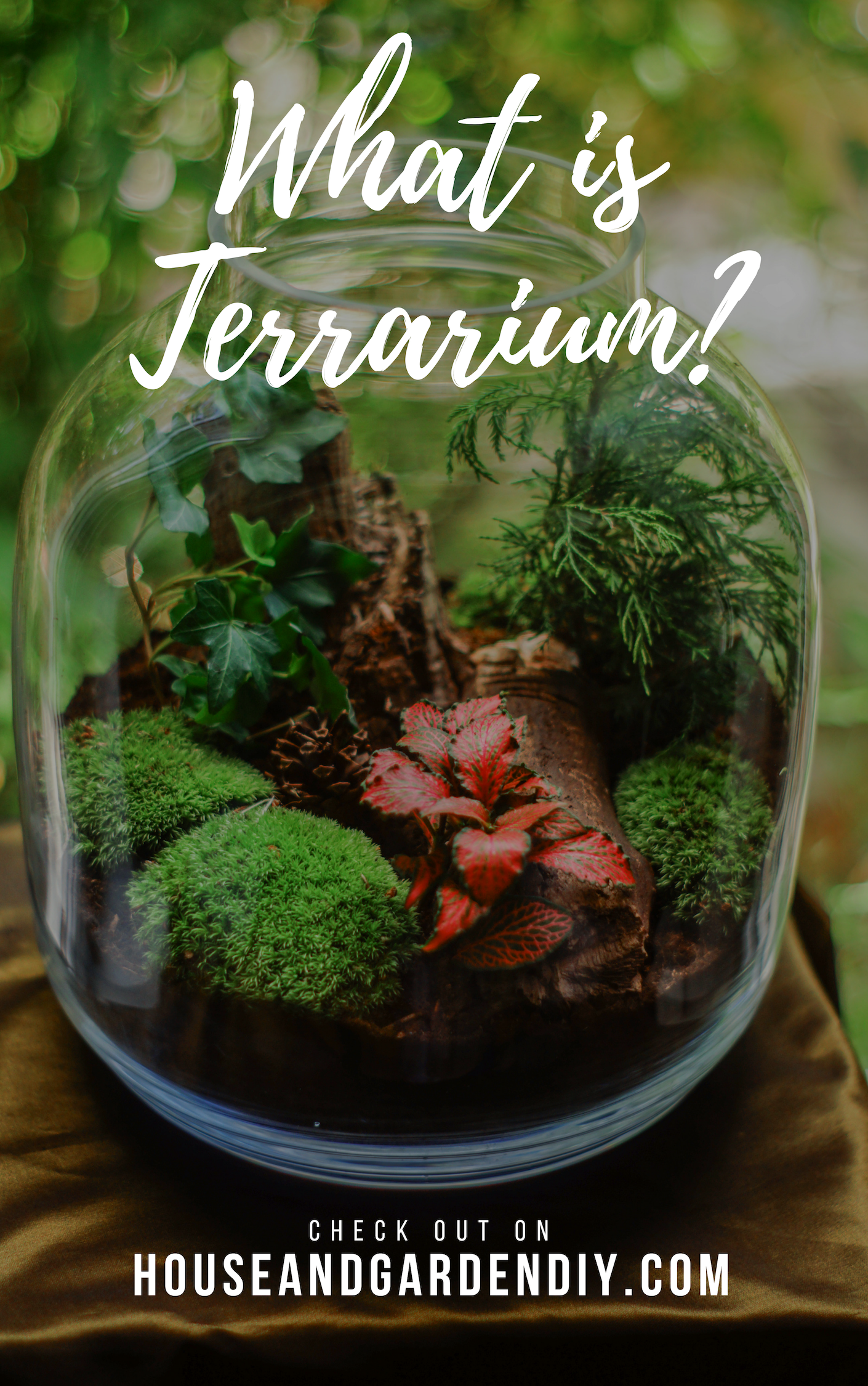 what is terrarium?