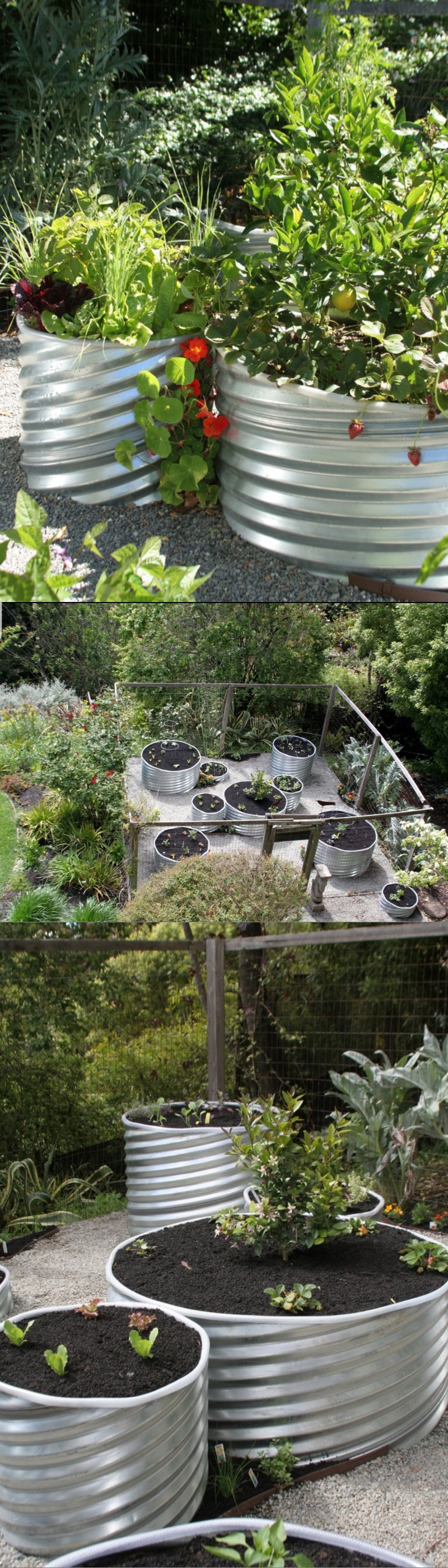 raised bed vegetable garden layout