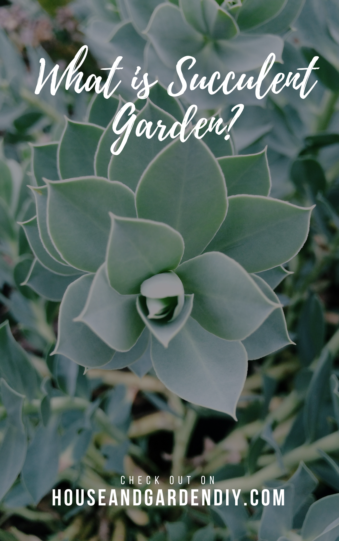 What is a Succulent Garden?