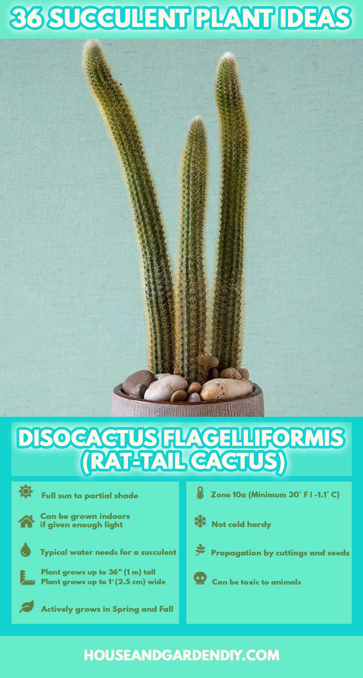 succulent names and pictures