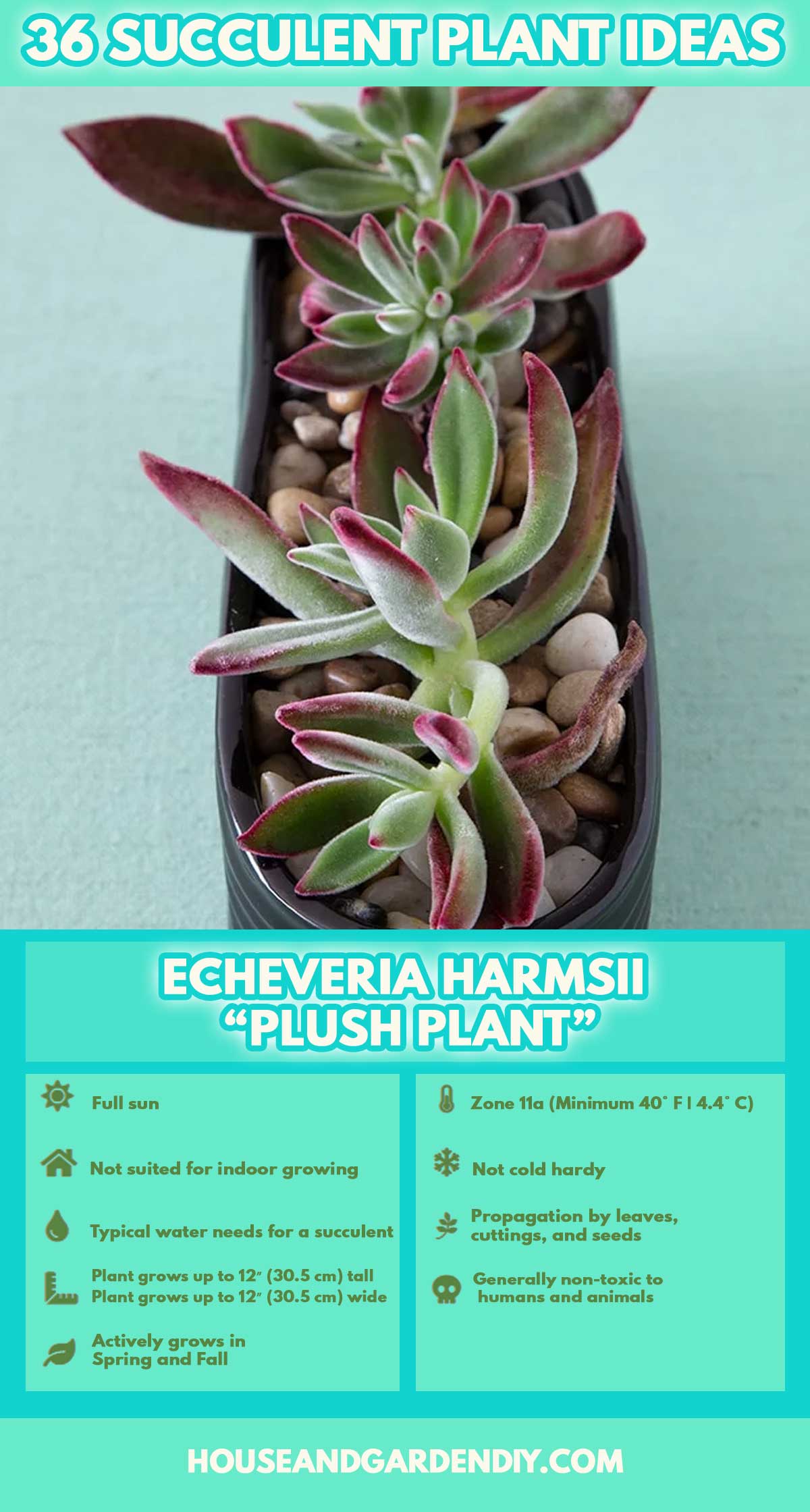 list of succulents with photos