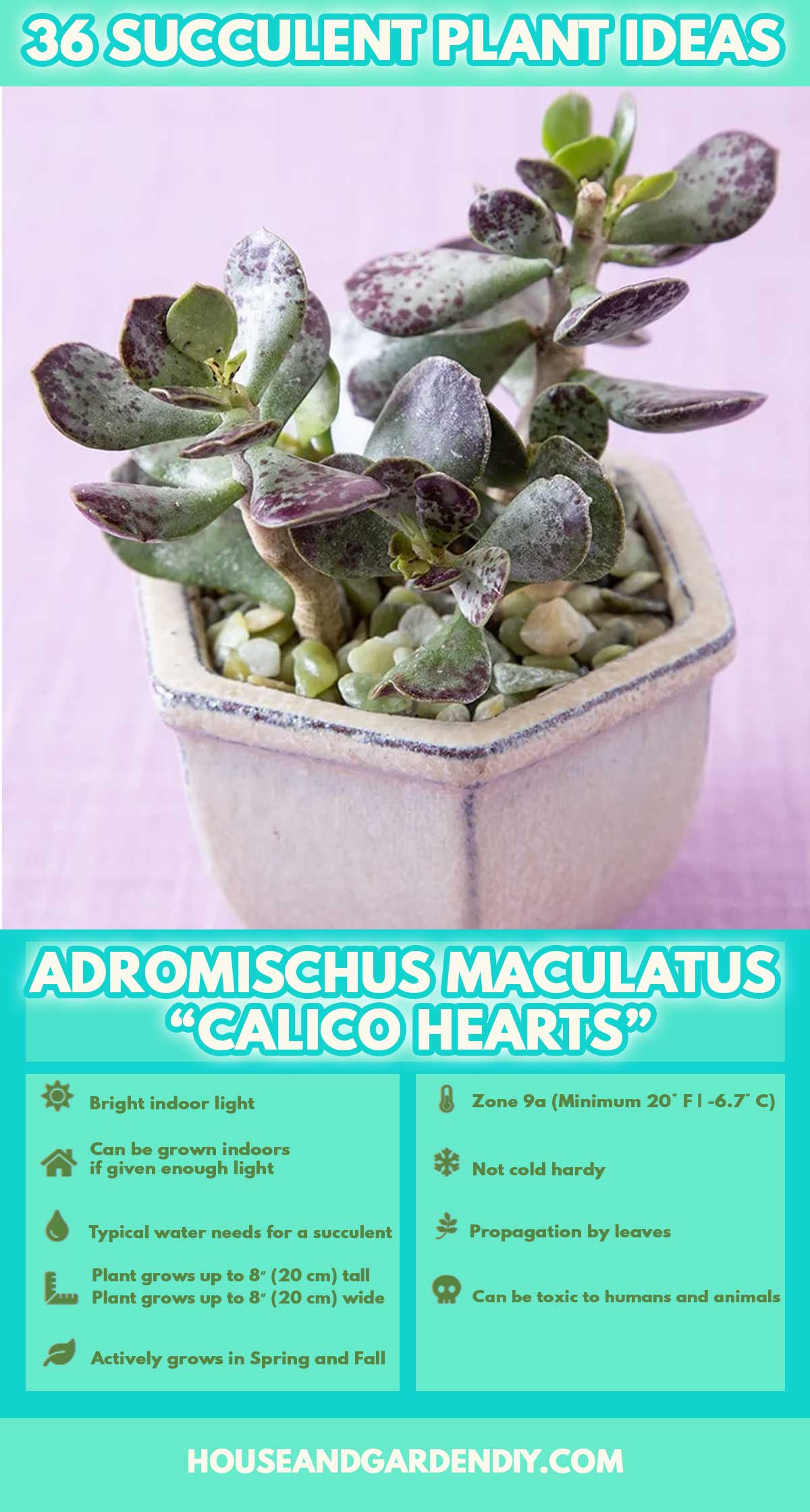 succulents identification and care