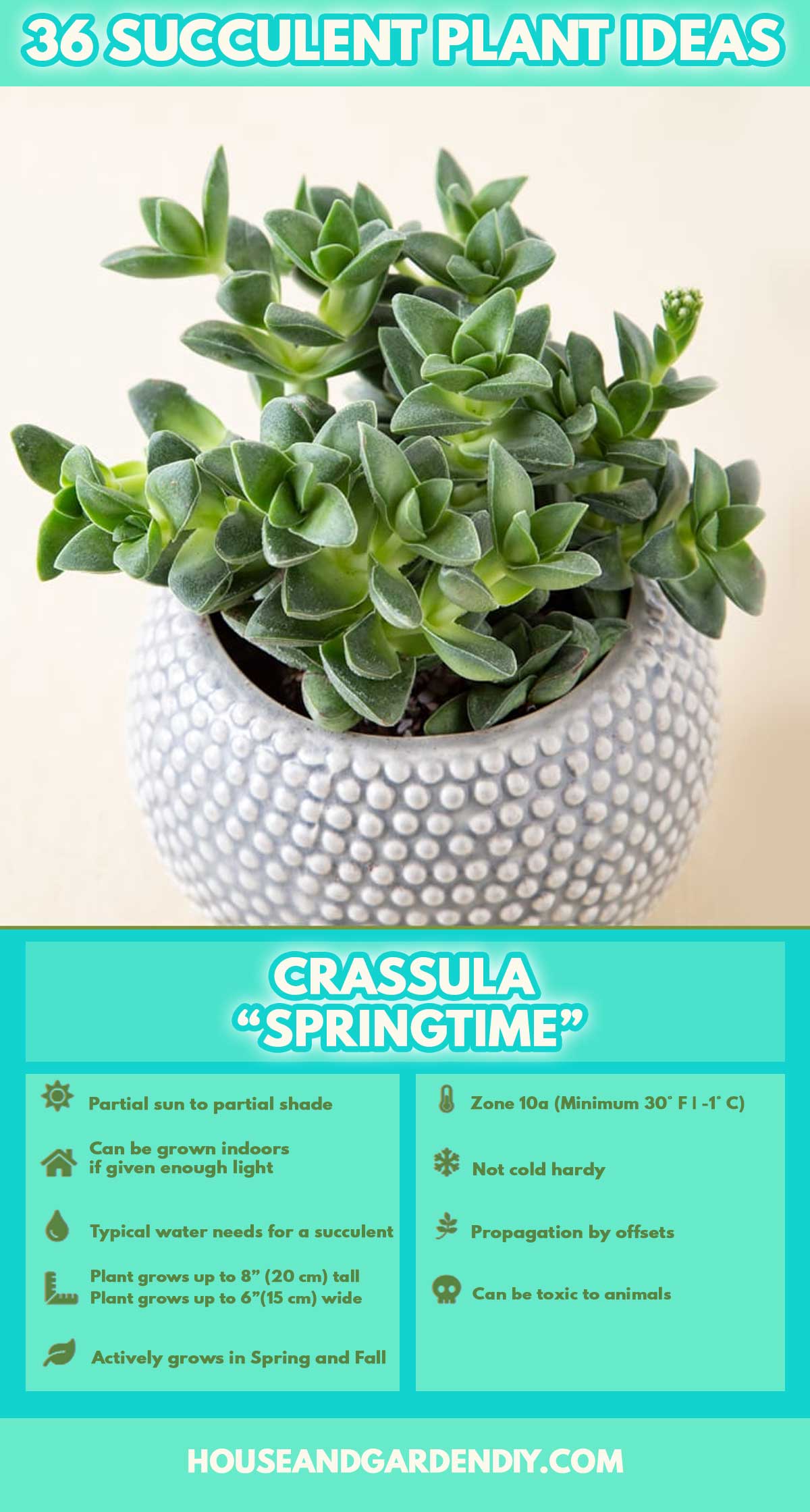 types of succulent plants pictures