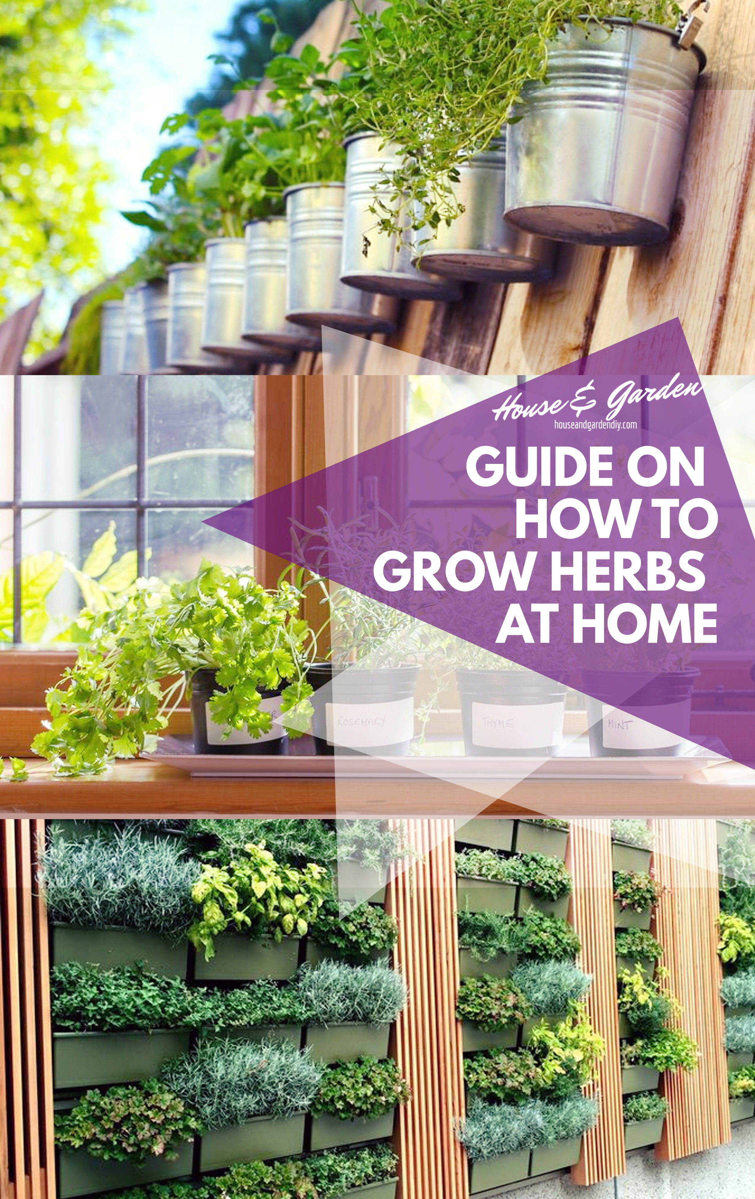 Guide on How to Grow Herbs at Home 