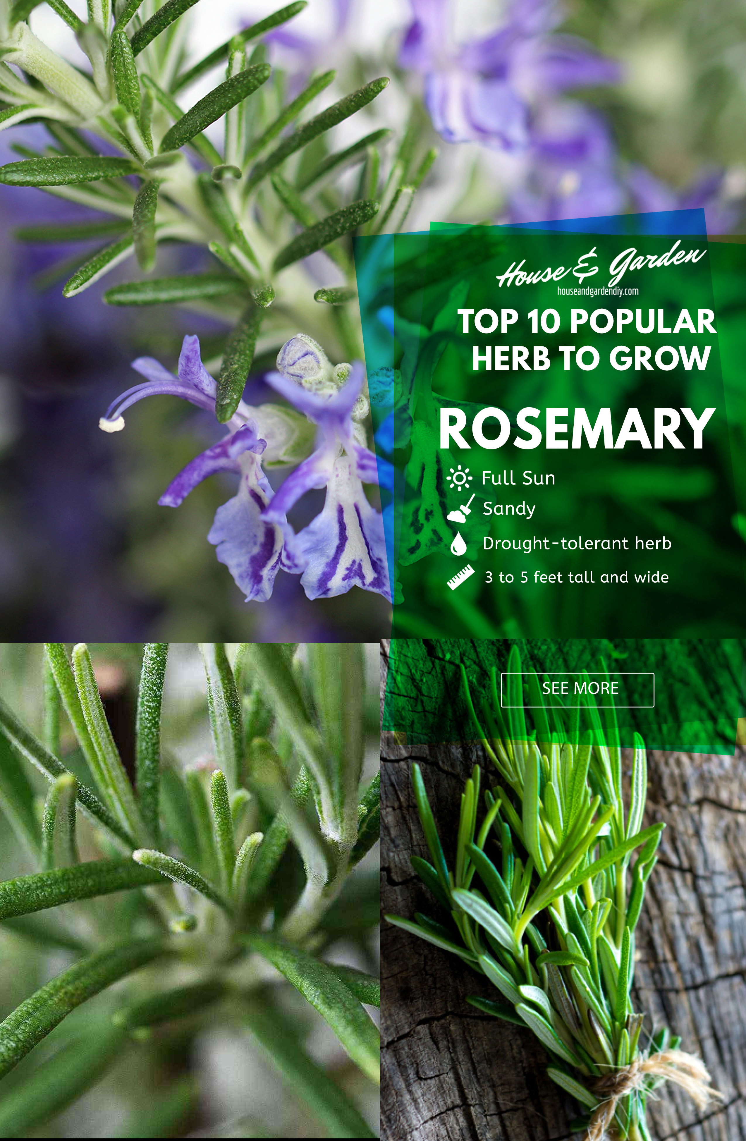 herb gardening for beginners